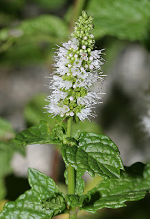 Nana - Menta