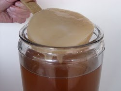 Kombuha gljiva